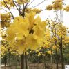 黄花风铃木多花庭院景观树 生态园林绿化工程 基地直销黄风铃苗木