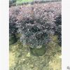 基地直销红花继木 大量批发园林绿化红花继木苗 红继木小苗