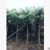 基地供应长叶榕 万盛花木场绿化苗木长叶榕批发