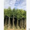 基地直销天竺桂 种植基地现货 天竺桂供应 宏远园林