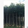 基地大量供应桃花心木 绿化树木 小苗桃花心木移植供应