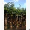 基地供应绿化树黄花梨苗木 小叶榄仁苗木 地栽梨树树苗