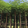 常年现货供应红花楹 多规格直销批发 宏景园艺绿化工程树苗木