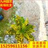 基地自销变叶木 批发彩霞变叶木 大量供应洒金变色木盆栽