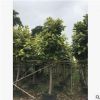 基地直销富贵榕 大量批发 园林景观工程供应 规格齐全
