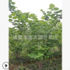 紫荆 农户直销 紫荆 小丑火棘 各种规格 绿化工程 批发 价格优惠