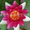 睡莲 萧山基地直销 睡莲 荷花 各种 水生植物 大量批发 价格优惠