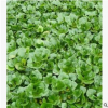 菱角 杭州萧山 各种 水生植物 绿化工程 苗木 基地直销 批发