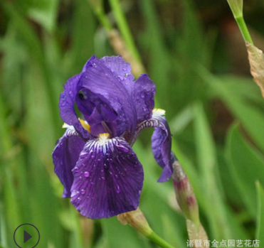 园林绿化平台 园林绿化网 苗木网 苗圃网 苗木报价网 园林招标网 园林苗木网 园林工程网 景观设计网 园林机械网 绿化苗木网 园林绿化平台 园林绿化网 苗木网 苗圃网 苗木报价网 园林招标网 园林苗木网 园林工程网 景观设计网 园林机械网 绿化苗木网