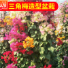 基地供应批发 双色三角梅造型盆栽 三角梅植物花卉 园林绿化盆景