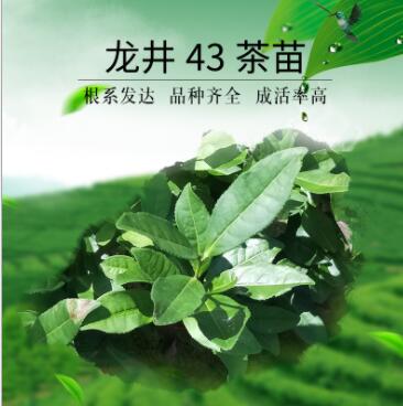 龙井43号茶苗 茶树苗 无性系繁殖苗 精心培育品质保证 苗场直销