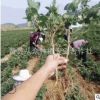 四季金银花树苗北花一号树形金银花苗 花卉植物药用盆栽当年开花