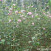 苗圃提供 木槿树苗花 萧山基地直销 瓜子黄杨小苗 各种规格