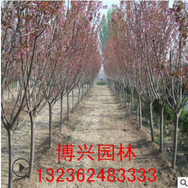 基地供应优质日本樱花苗木规格齐全成活率高 绿化工程用樱花树