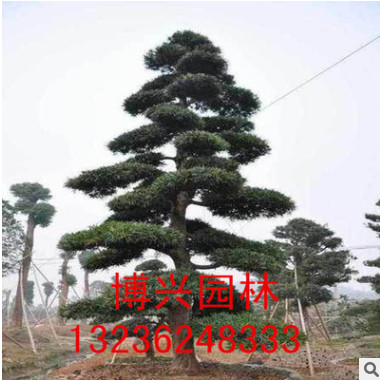 常年供应绿化苗木 黑松树 造型黑松 乔木品种规格齐全 量大优惠