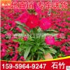 石竹小苗袋苗 工程景观 彩虹石竹 欧石竹