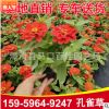 孔雀草 黄花红花橙花颜色齐全 花卉盆栽阳台庭院植物