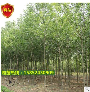 苗圃直销白蜡树 速生白蜡 对节白腊小树批发绿化工程庭院树