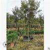 福建黄花风铃木批发 基地自产园林绿化黄花风铃木苗 多规格风铃木