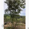 漳州苗木批发花棋木泰国樱花自产自销庭院盆栽景观樱花