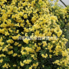 白木香花，嫁接黄木香苗圃，购买木香花苗快递发货全国