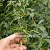 药用连翘小苗 药业连翘种子