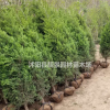 蜀桧基地 蜀桧行情 蜀桧图片 蜀桧2米 蜀桧9万棵库存