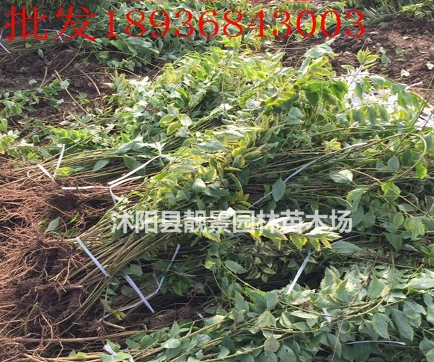 金边连翘价格 金边连翘种植方法及简介 苗圃直销金边连翘苗