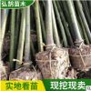 截杆香樟绿化苗木行道绿化种植树