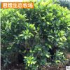 苗圃批发树苗 庭院绿化花坛苗木 黄金榕继木小苗绿篱花卉植物