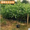 红花夹竹桃树苗 庭院小区绿化夹竹桃苗木 工程绿化庭院观花植物