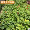 单瓣扶桑花苗 庭院观赏花卉植物 绿化苗木 花卉扶桑 妖精花