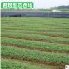 批发公园路边绿化桉树苗 绿化苗木 园林植物乔木苗圃基地