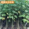 树苗乔木 福建美人树移植苗 绿化苗木乔木 绿化景观工程苗木
