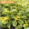 金边假连翘袋苗 庭院小区绿化园林植物苗圃 变叶木 黄金叶袋苗