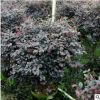 红花檵木盆景 造型红花继木小苗 绿化苗木批发红花继木球
