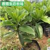 苗圃基地非洲茉莉庭院小区灌丛绿化非洲茉莉花 绿化苗木