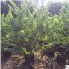 庭院植物银叶金合欢 庭院小区绿化苗木 绿化苗木 合欢树苗