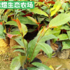 批发庭院绿化植物苗 红背桂树苗 芳香植物小苗 小区工程绿化苗木