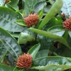 大叶仙丹 庭院小区绿化苗木 庭院花卉植物 百日红四季开花