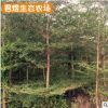 苗圃基地小叶榄仁树 锦叶榄仁 福建绿化苗木细叶榄仁批发行道树