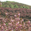 大量供应红枫樱花鸡爪槭海棠等等多种产品