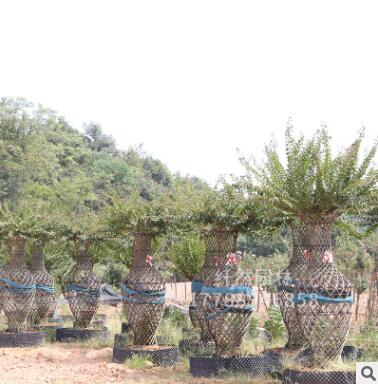 纤然园林 紫薇花瓶 造型景观紫薇 编织艺术品 庭院绿化紫薇盆景