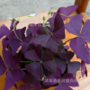 紫叶酢浆草种球 幸运草 紫蝴蝶办公桌面室内盆栽花卉紫叶酢浆草