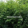 两年生陕西小叶女贞种植基地实拍 周至小叶女贞营养钵苗大量直销