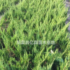 三年生陕西龙柏种植批发基地 优质营养钵周至龙柏大量直销