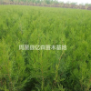 陕西侧柏苗圃低价直销甘肃侧柏苗