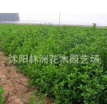 低价供应优质卫矛 胶东卫矛 卫矛苗 苏北卫矛基地直销
