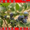 果树 当年结果蓝莓 南高丛蓝莓南蓝 盆栽 蓝莓