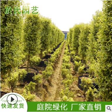 绿化苗木 基地直销常绿灌木 别墅庭院欧洲彩叶女贞 柱子 小叶女贞